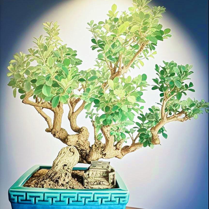 一品潮动．盆景