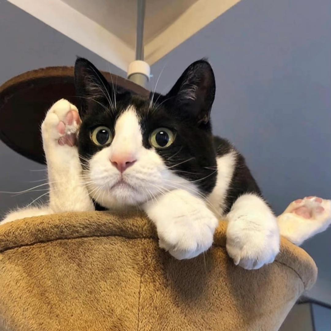 安吉拉替我照顾警长