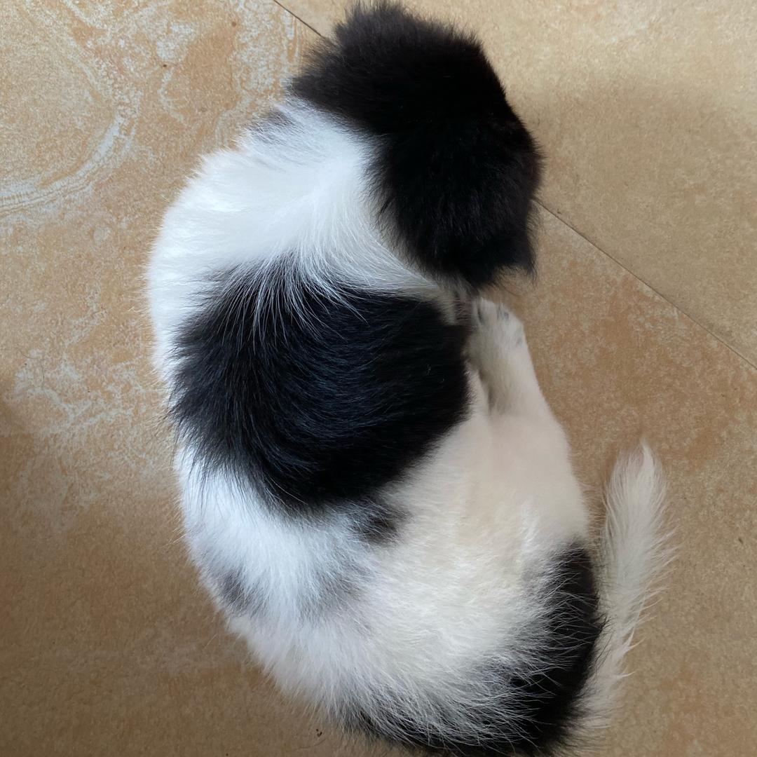 落樱羽殇