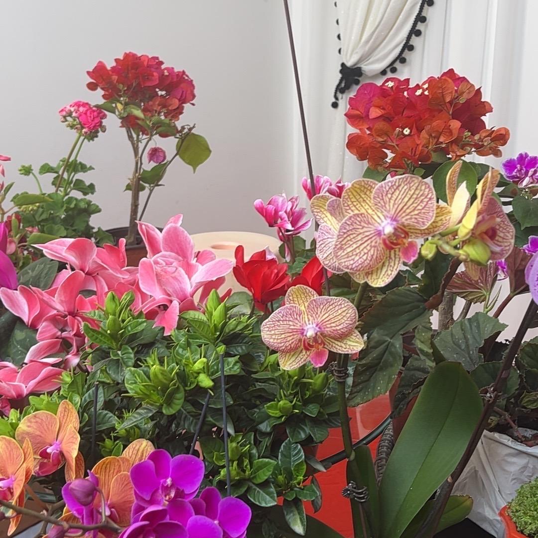 Guzal花卉绿植GulBazar
