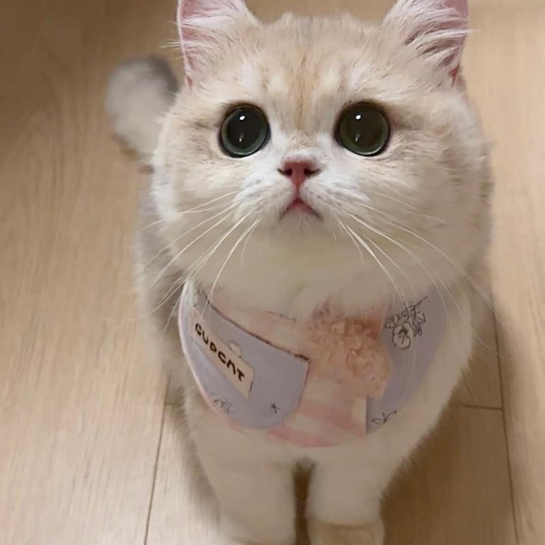 偷喝我奶茶的猫