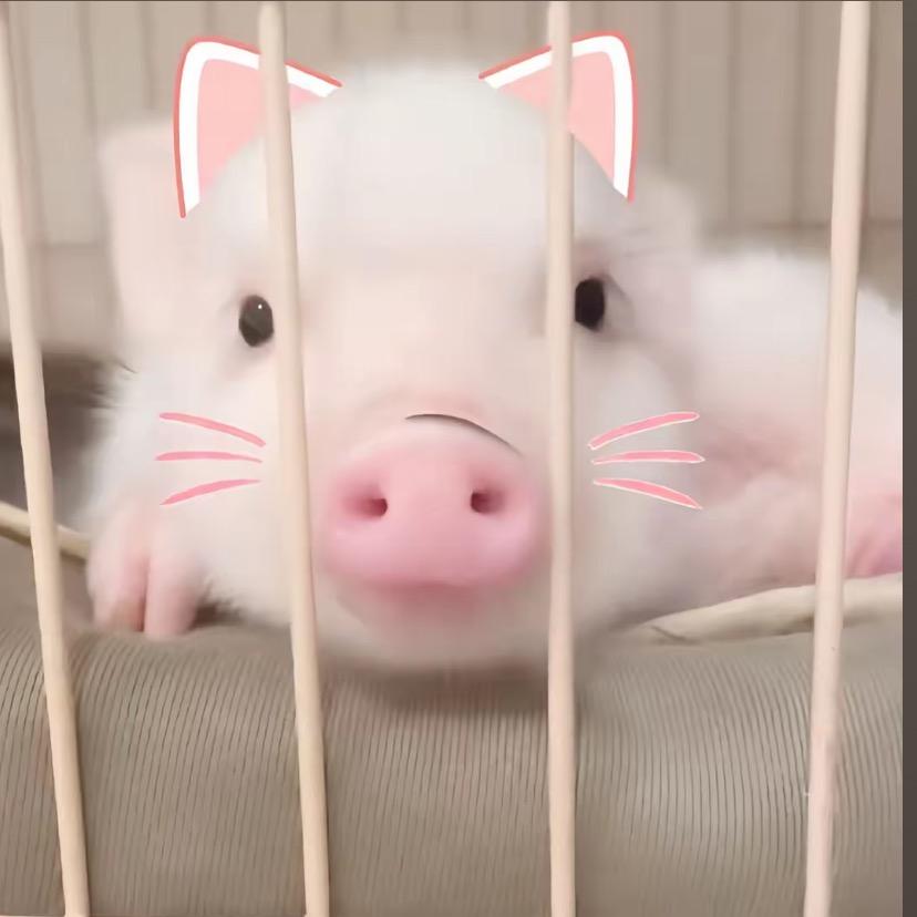 小猪大王（超自然）