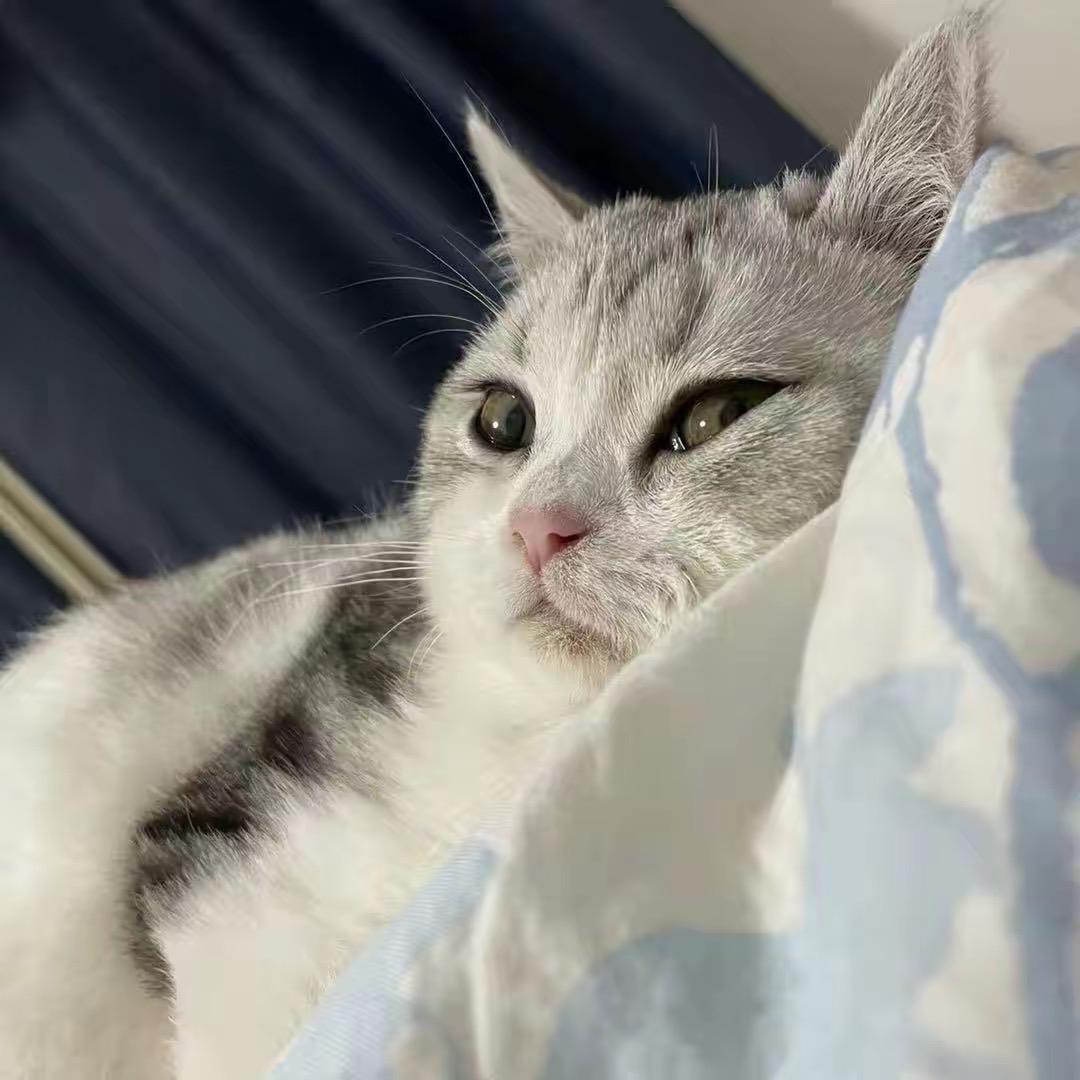 猫创老刘