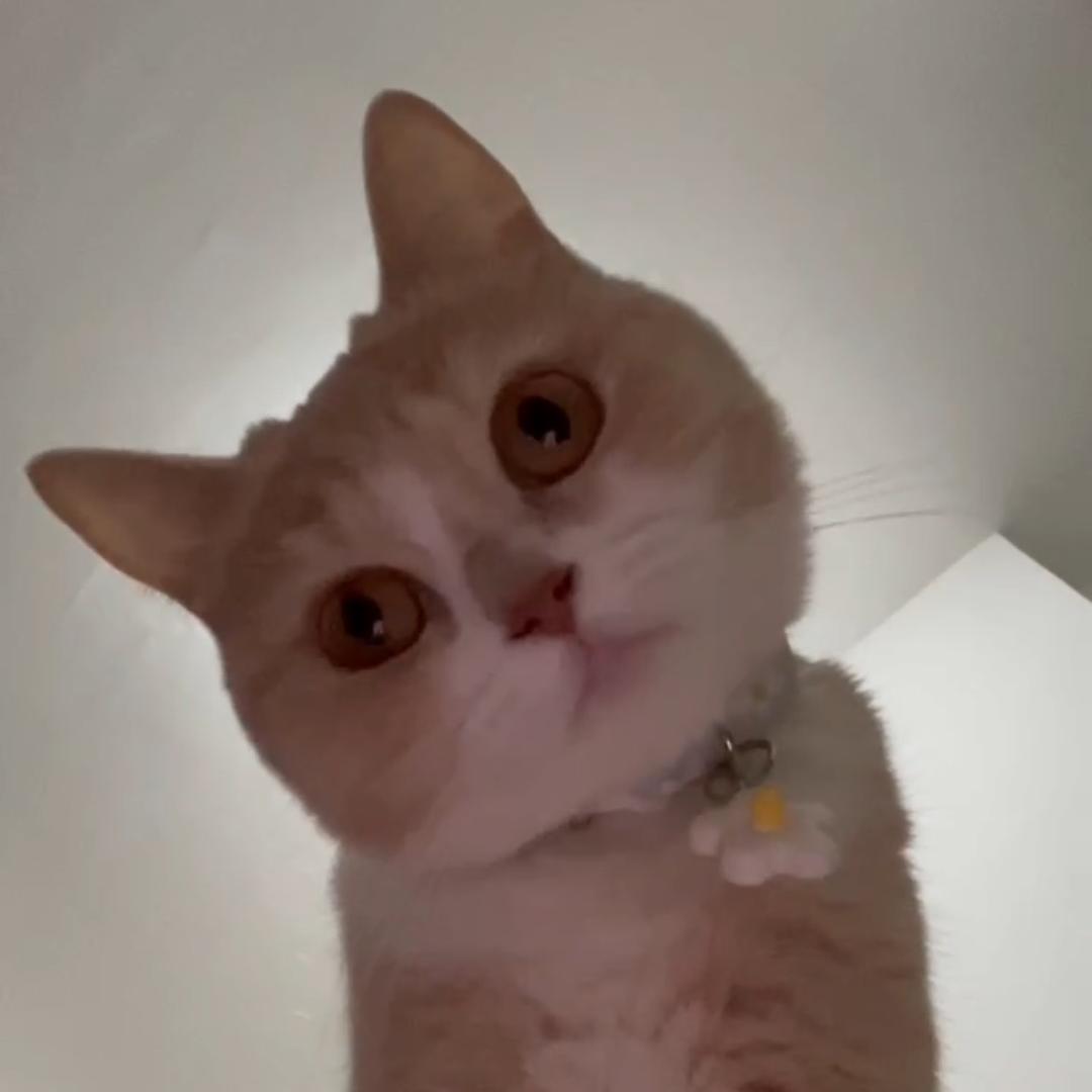 大梦