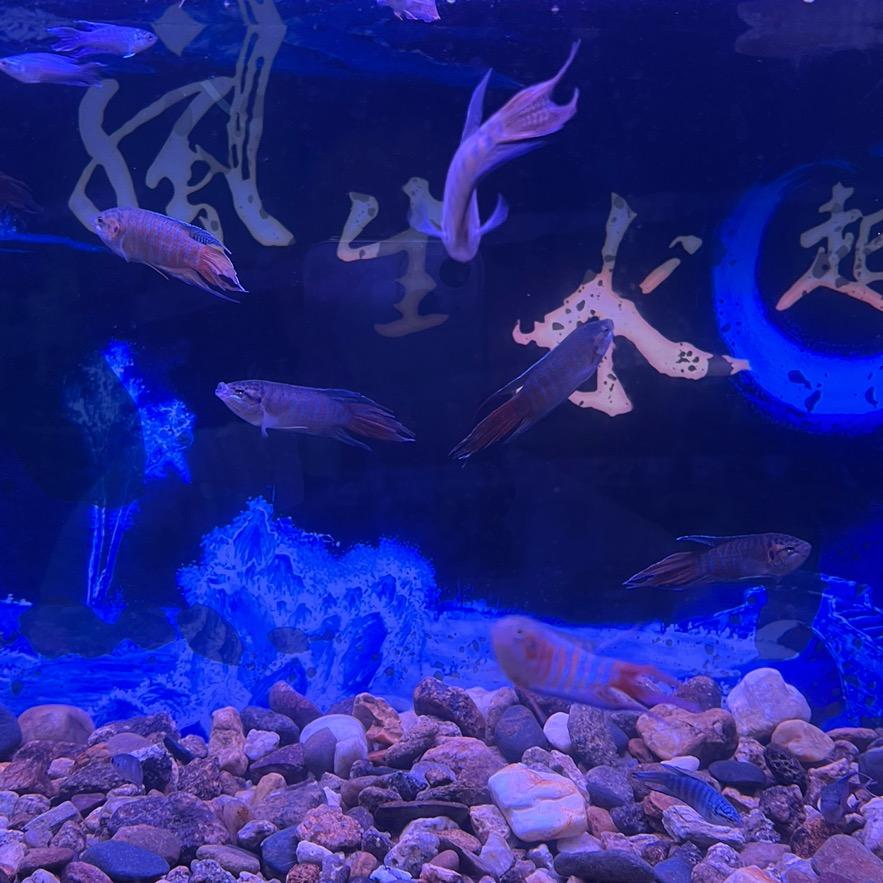 盛聚水族馆