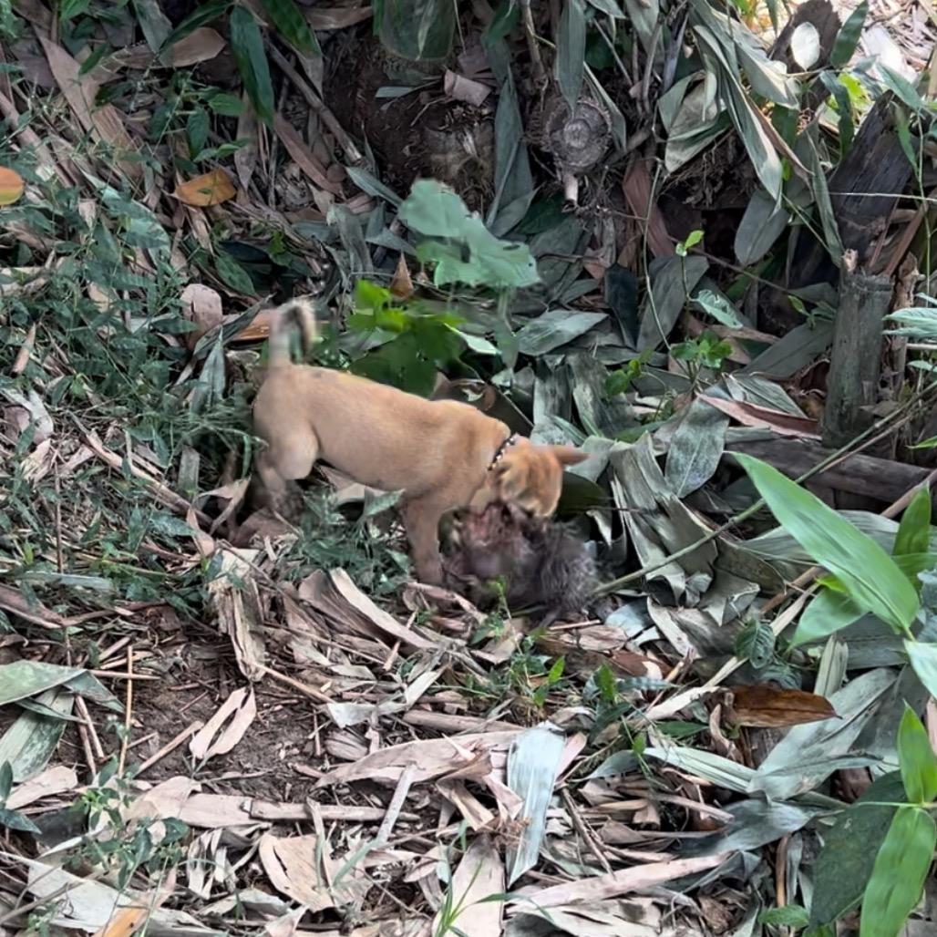 真实战猎狗