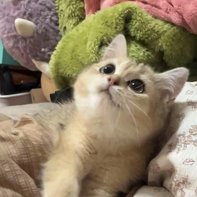 小鹅包