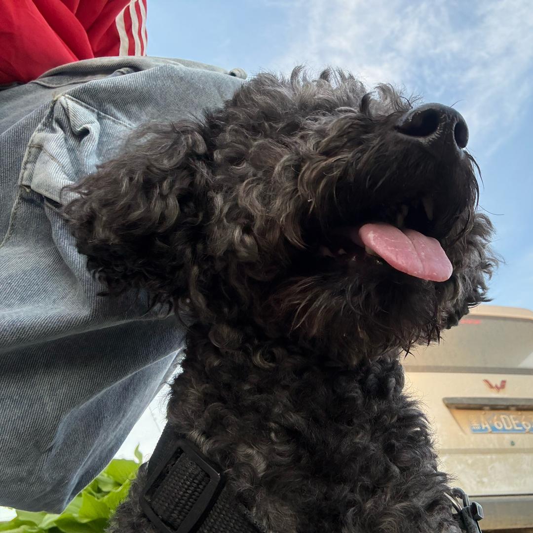 帅爆的鸡蛋黄🥞