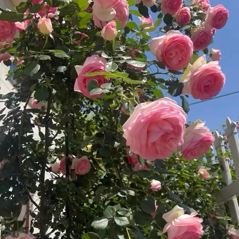 敏儿🌷🌼
