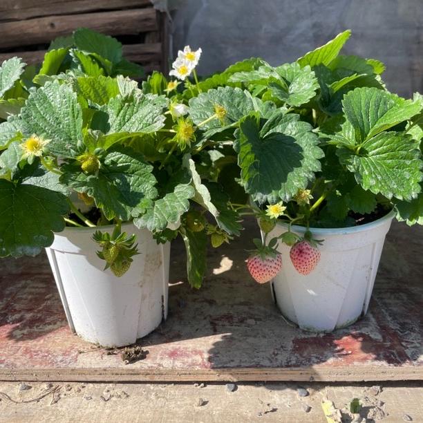 小野草莓对版苗