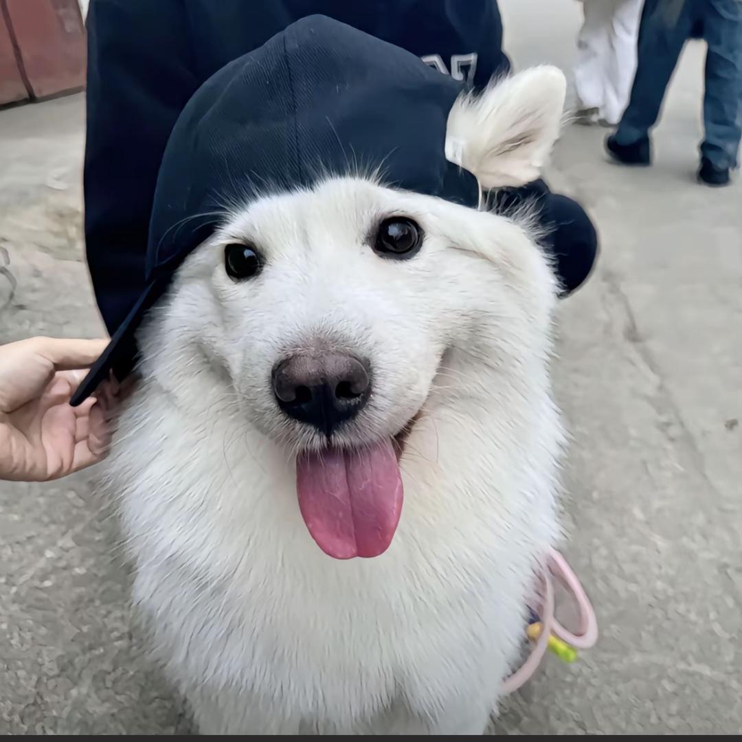 鱼蛋鱼蛋