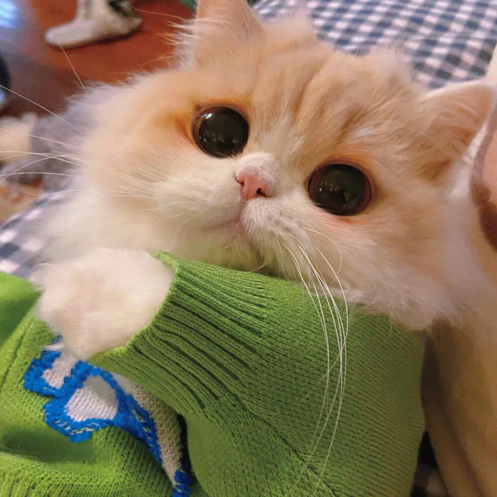 桃梨吖