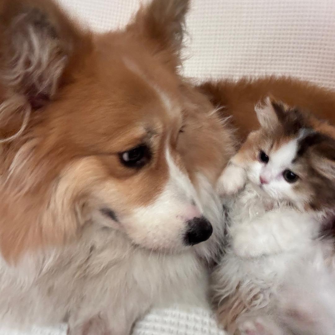 酸酸甜甜就是它