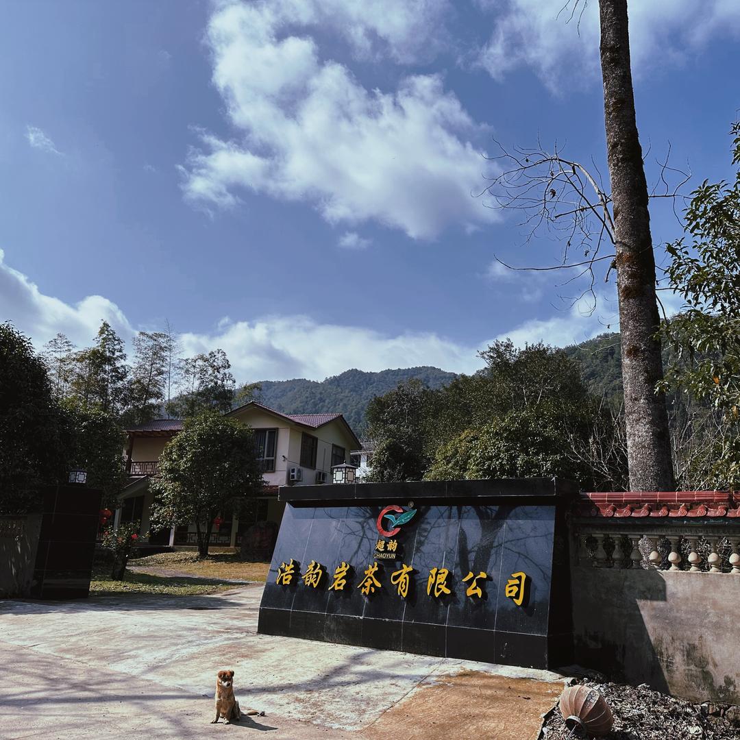 浩韵岩茶