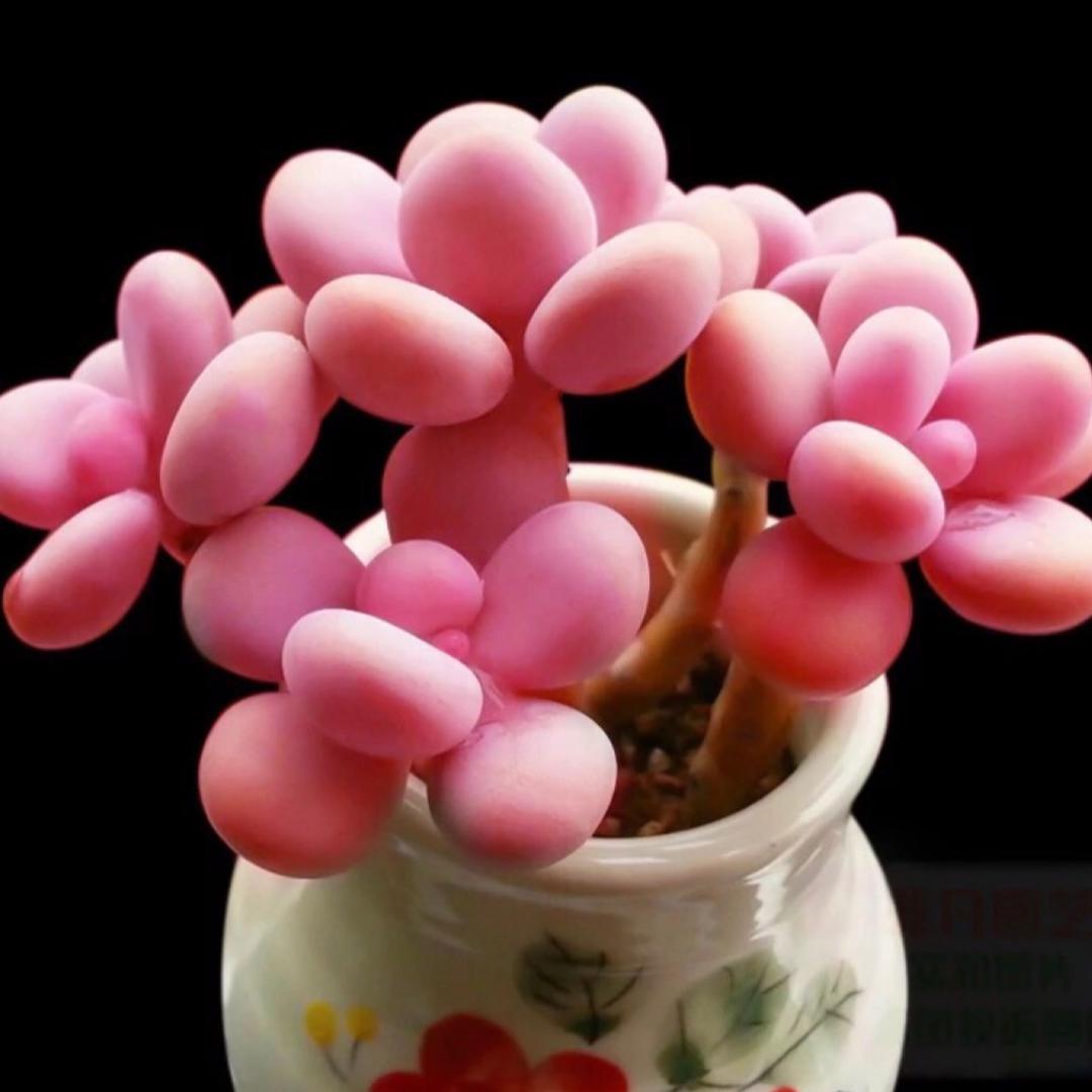 77多肉花卉