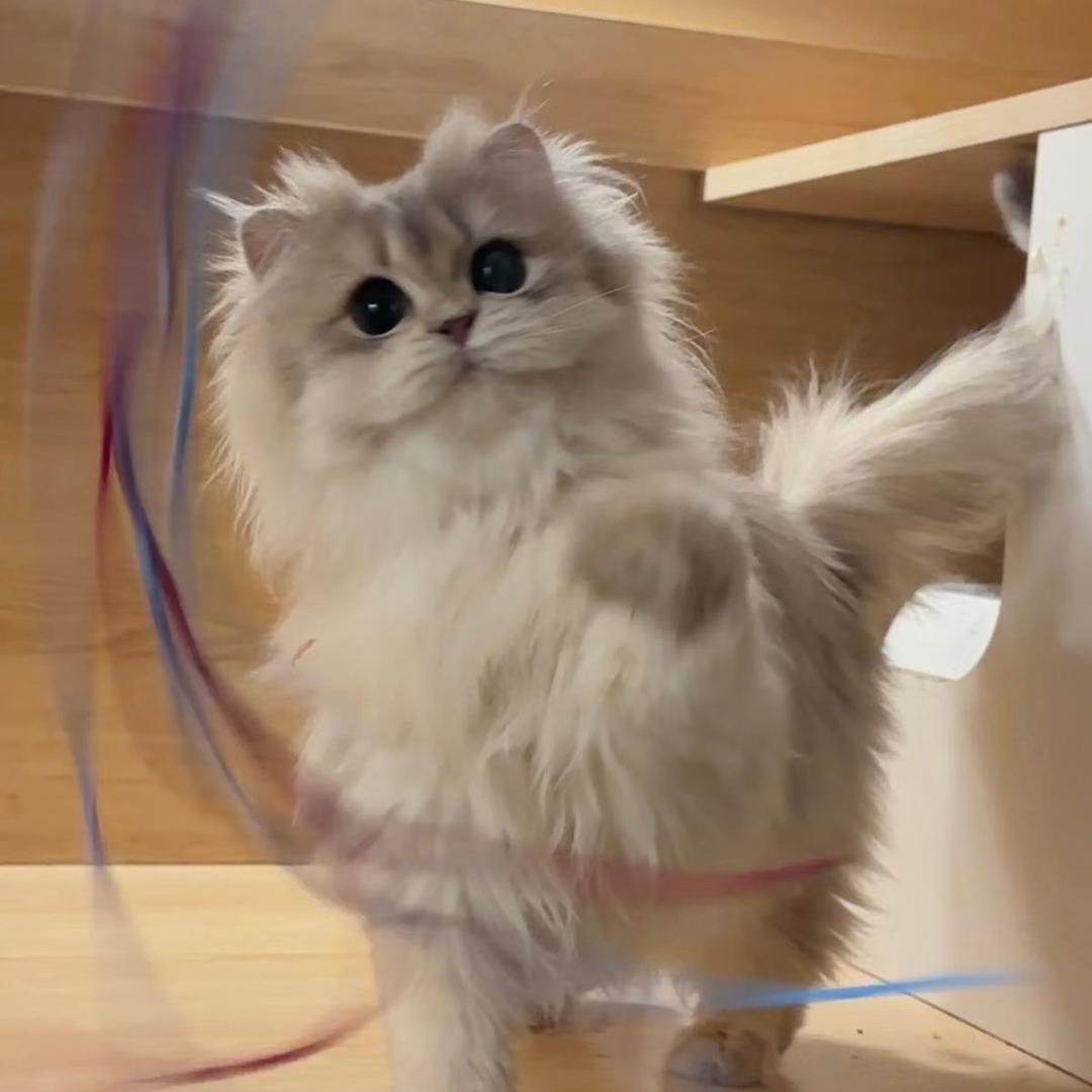 小智猫（猫咪鉴定）