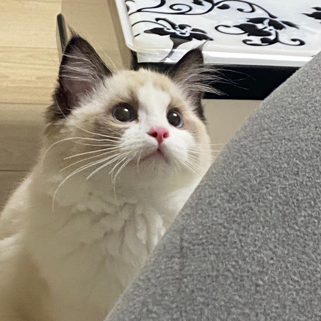 性感特码头