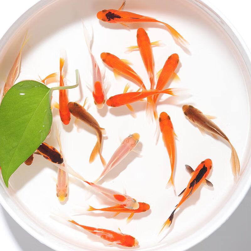 🐟跃龙门