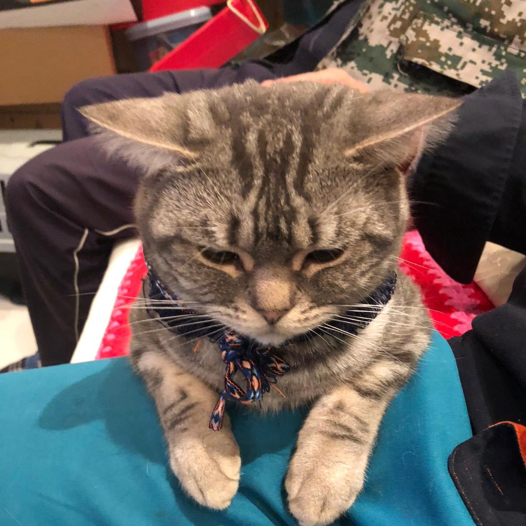 胆小如虎虎🐯