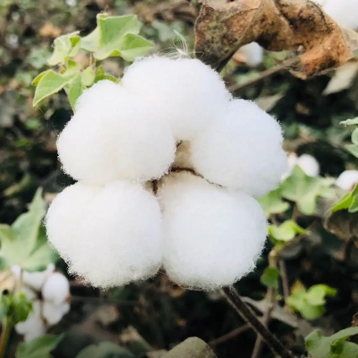 棉花大王