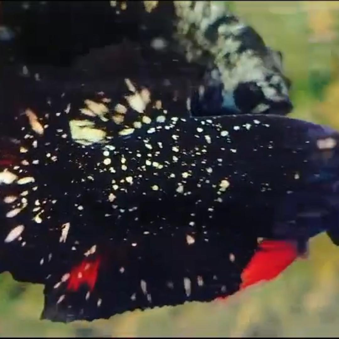 印尼全系列泰斗批发