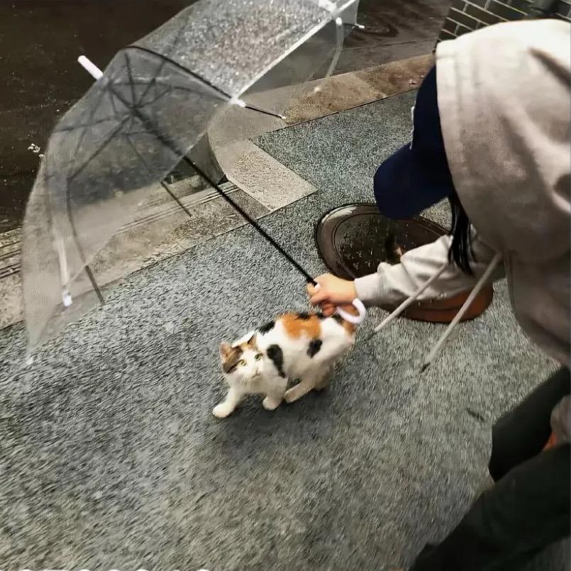 爆辣的鹌鹑蛋