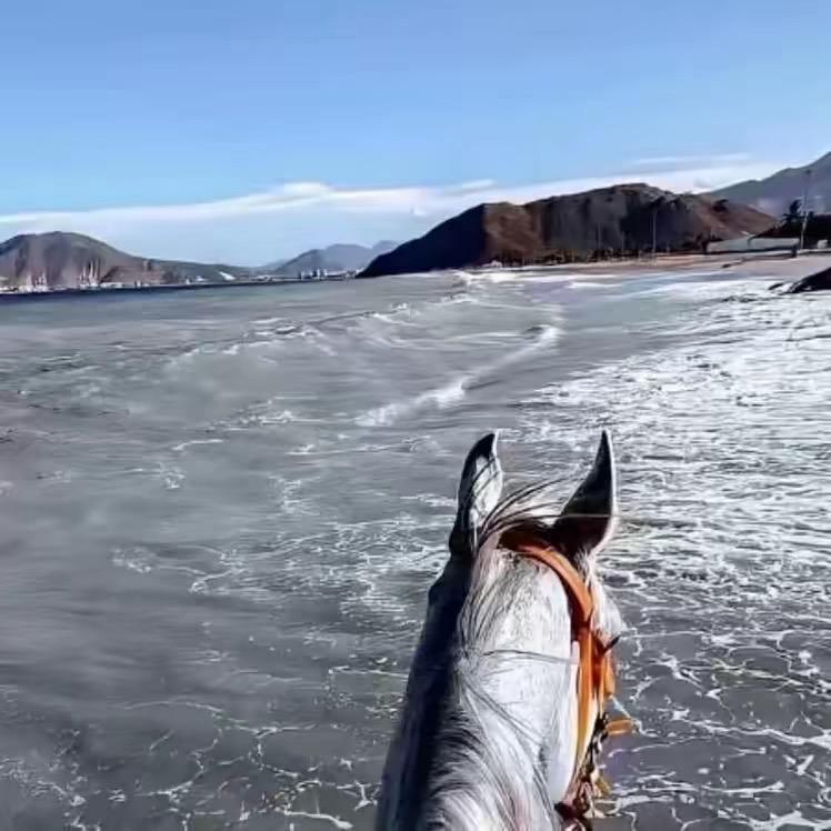 渭河滩哈斯太🐎
