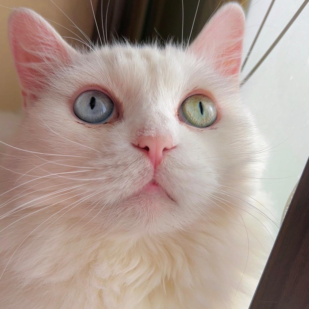 提莫宝宝🐈🪐