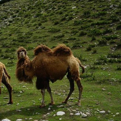 新疆有机纯骆驼奶粉