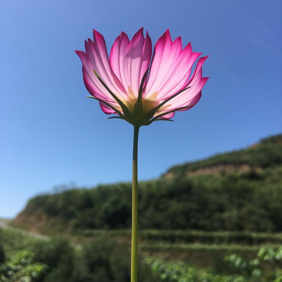 木芒果