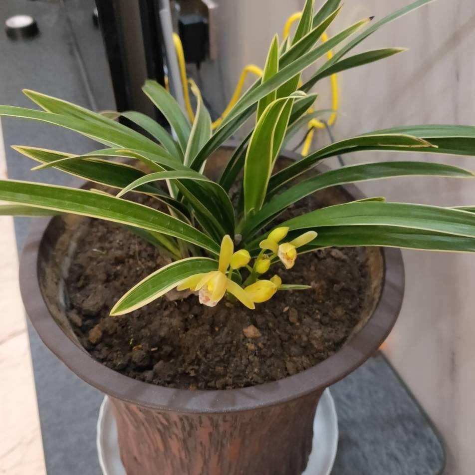 阿甘小龙虾