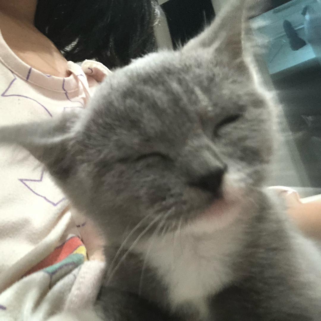 姐姐弟弟猫猫的日常