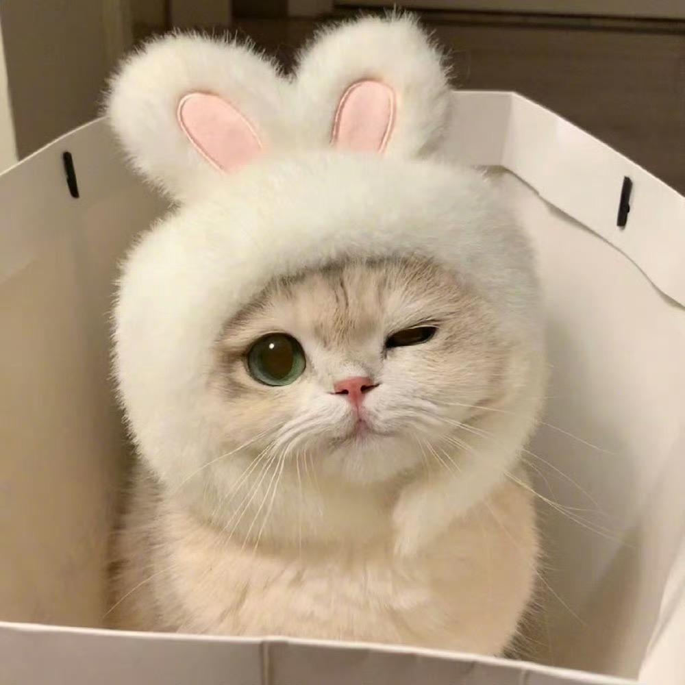 小馋猫爱生活
