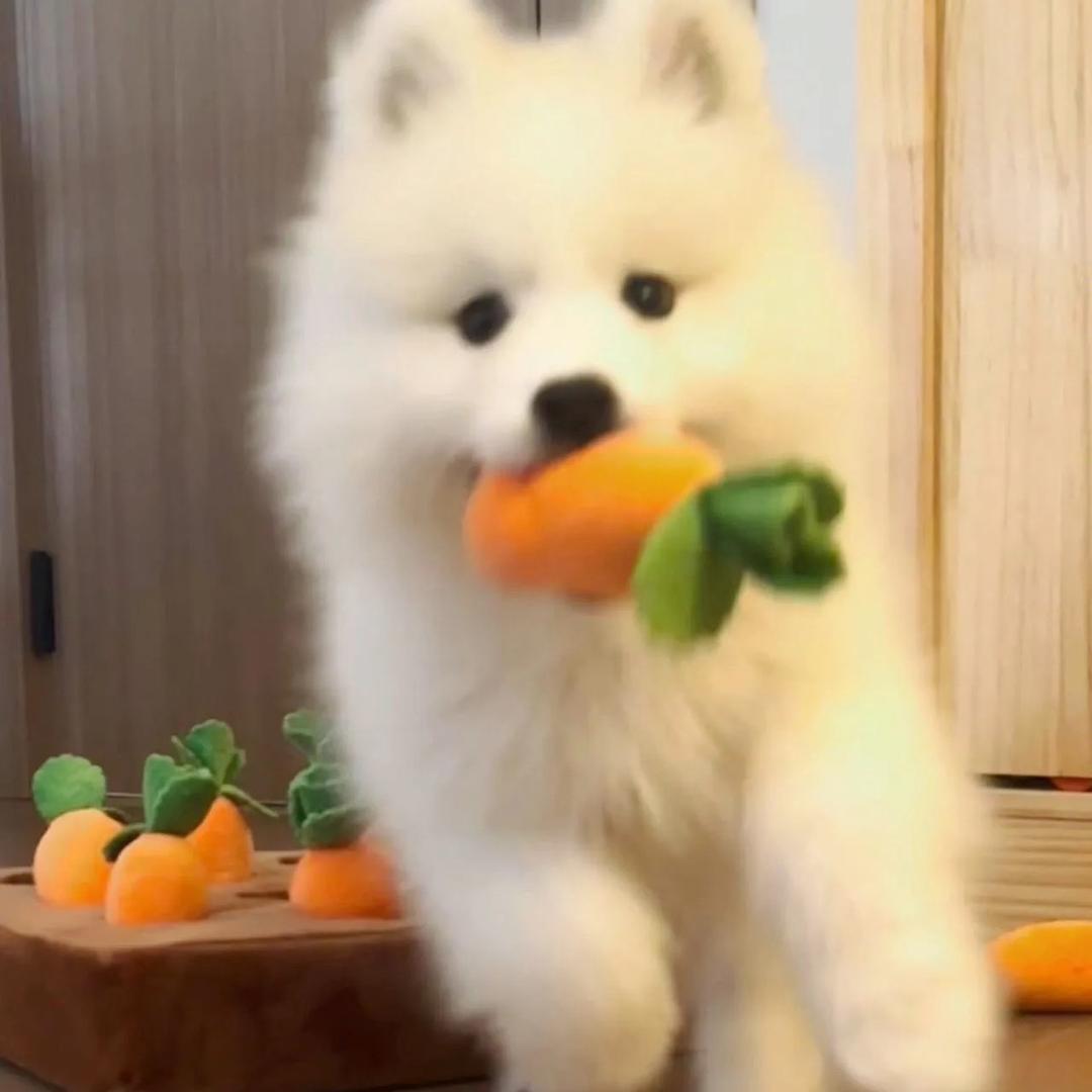 森弟（甄选好物