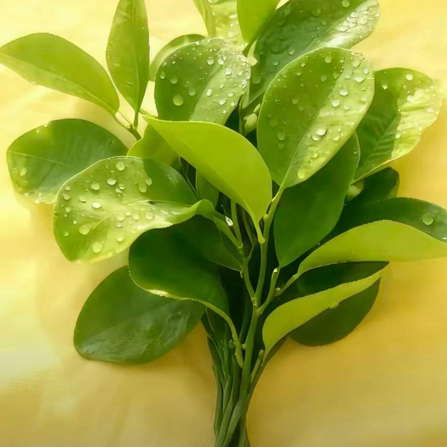 小豆苗（厂区版）
