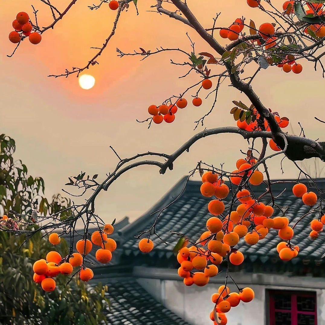 七安