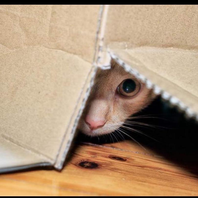 角落里的猫～