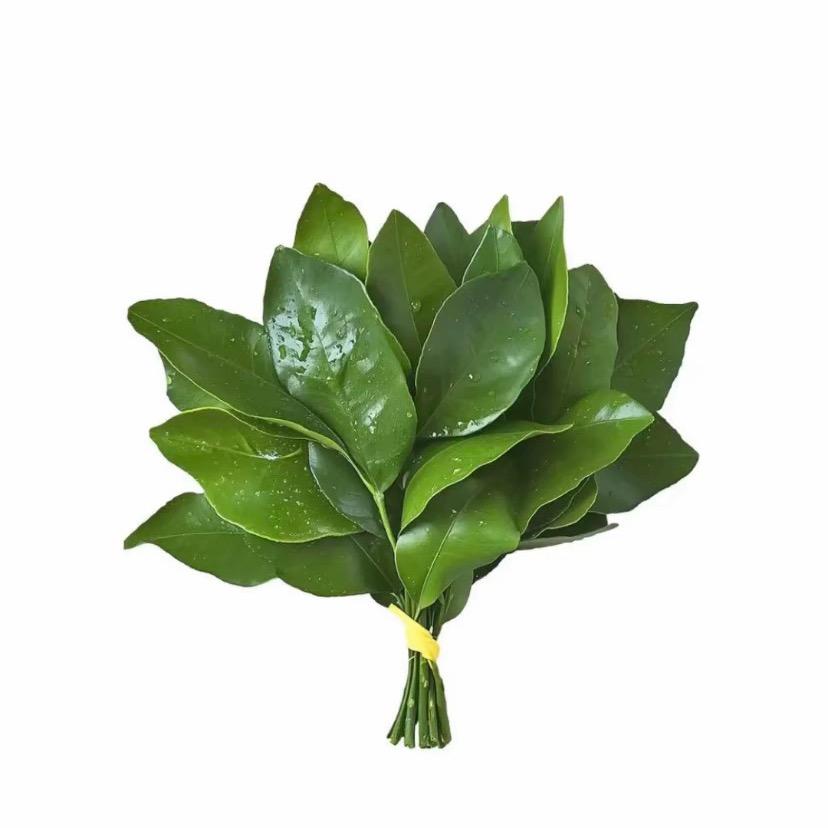 Yxinsu.头像