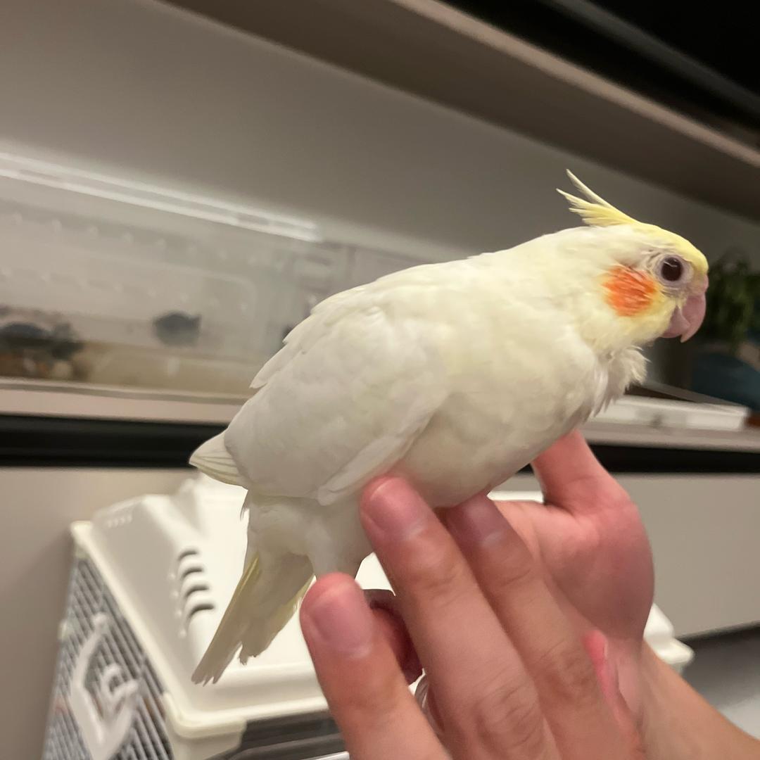 芒果🥭鹦鹉的絮絮叨叨