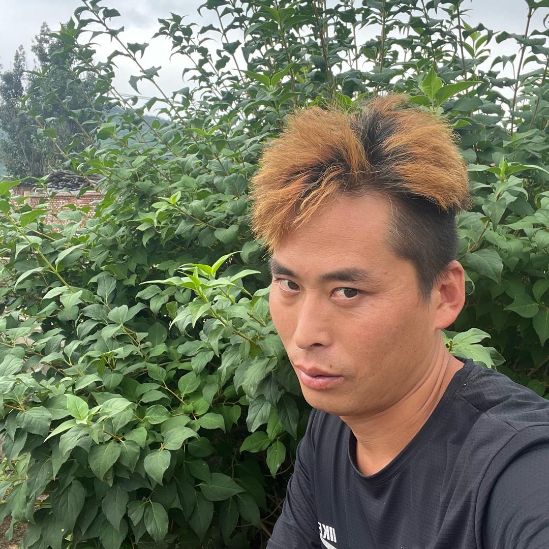 鸡哥