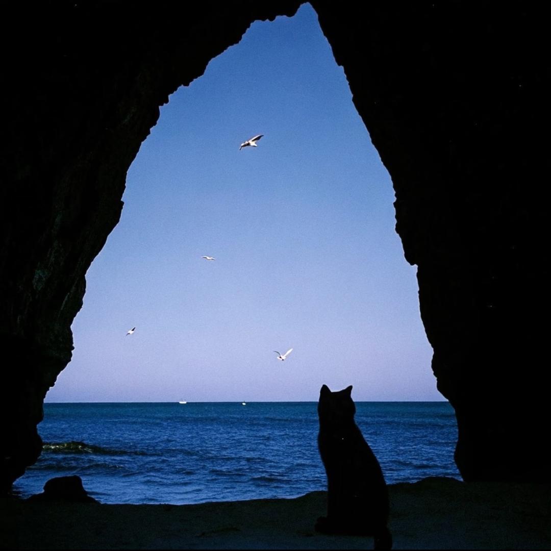 去码头整点薯条