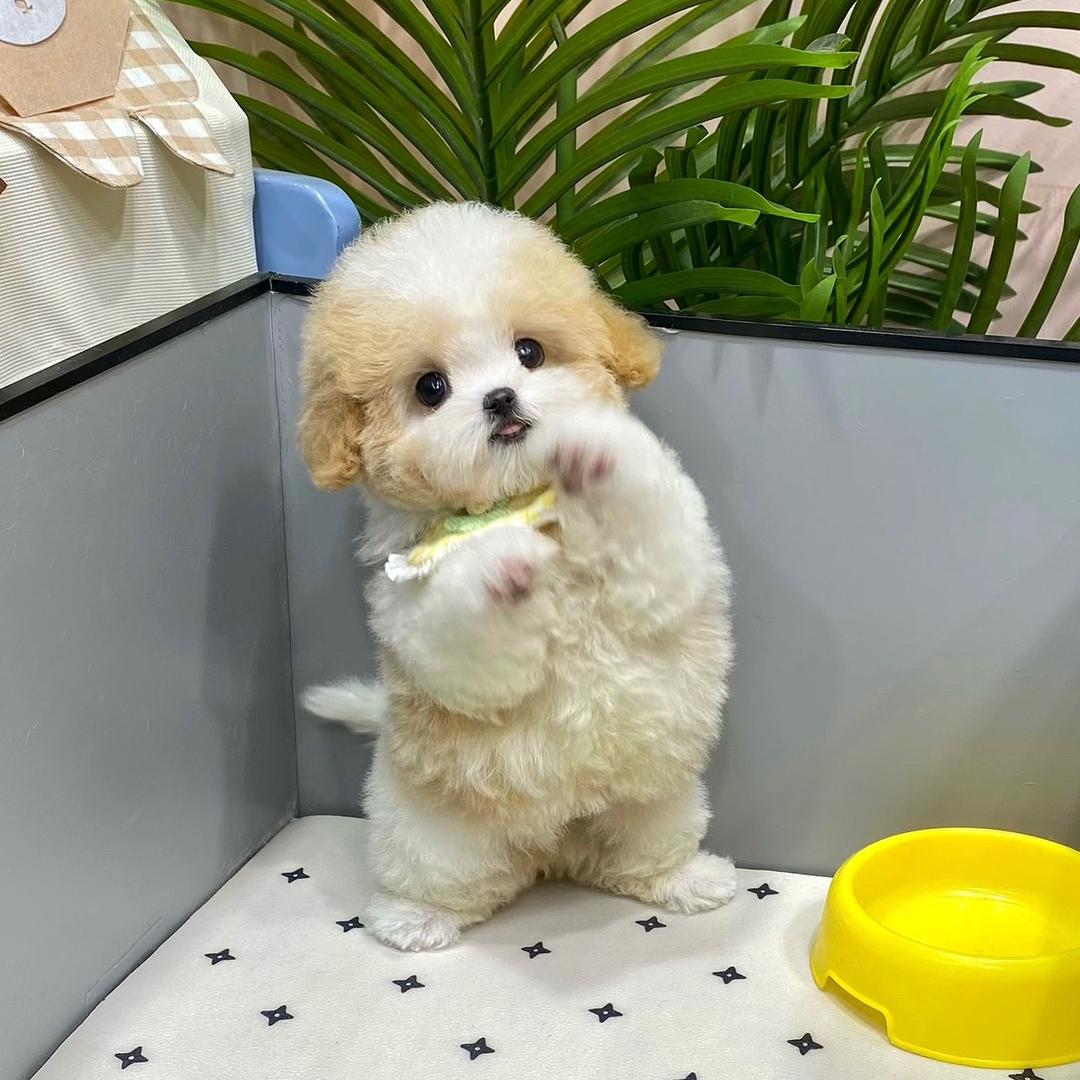 汪汪萌宠犬舍