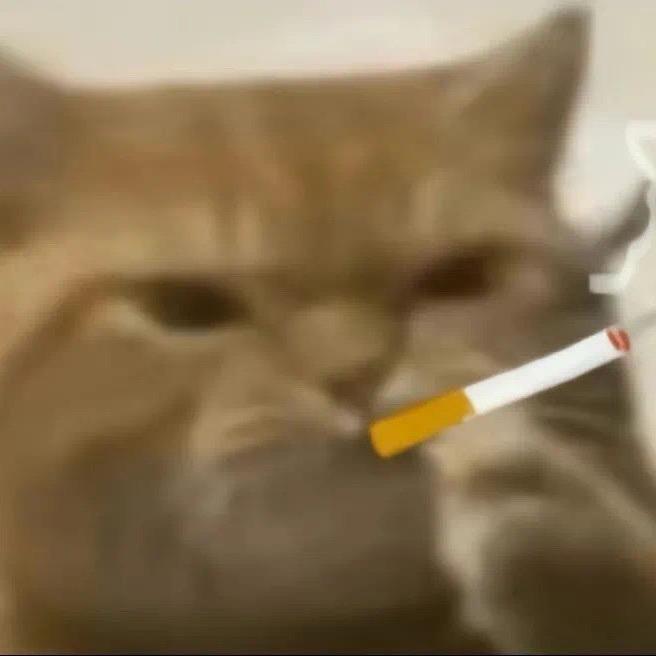 满山猴子我最红