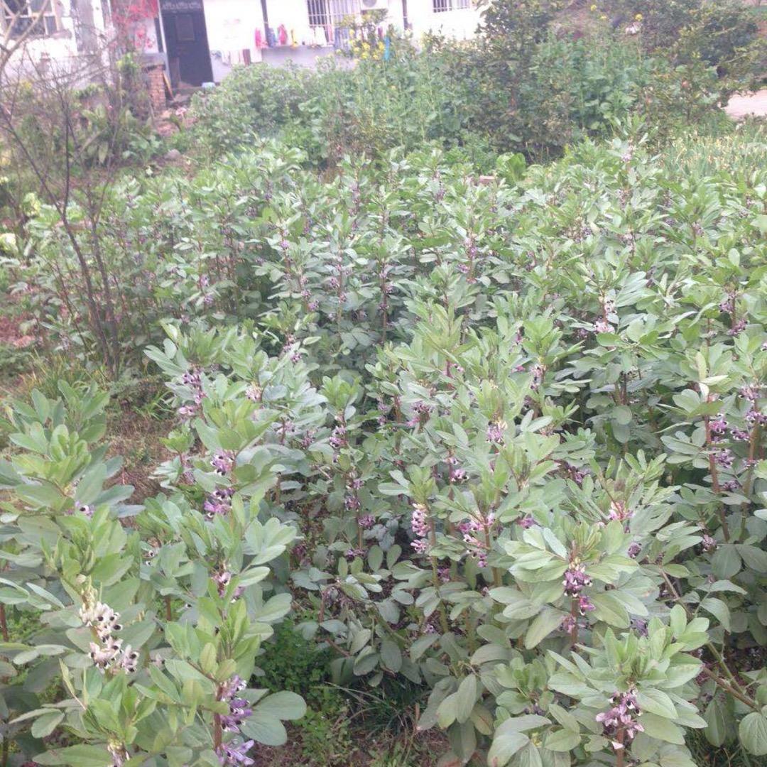 自贡一家子特色菜