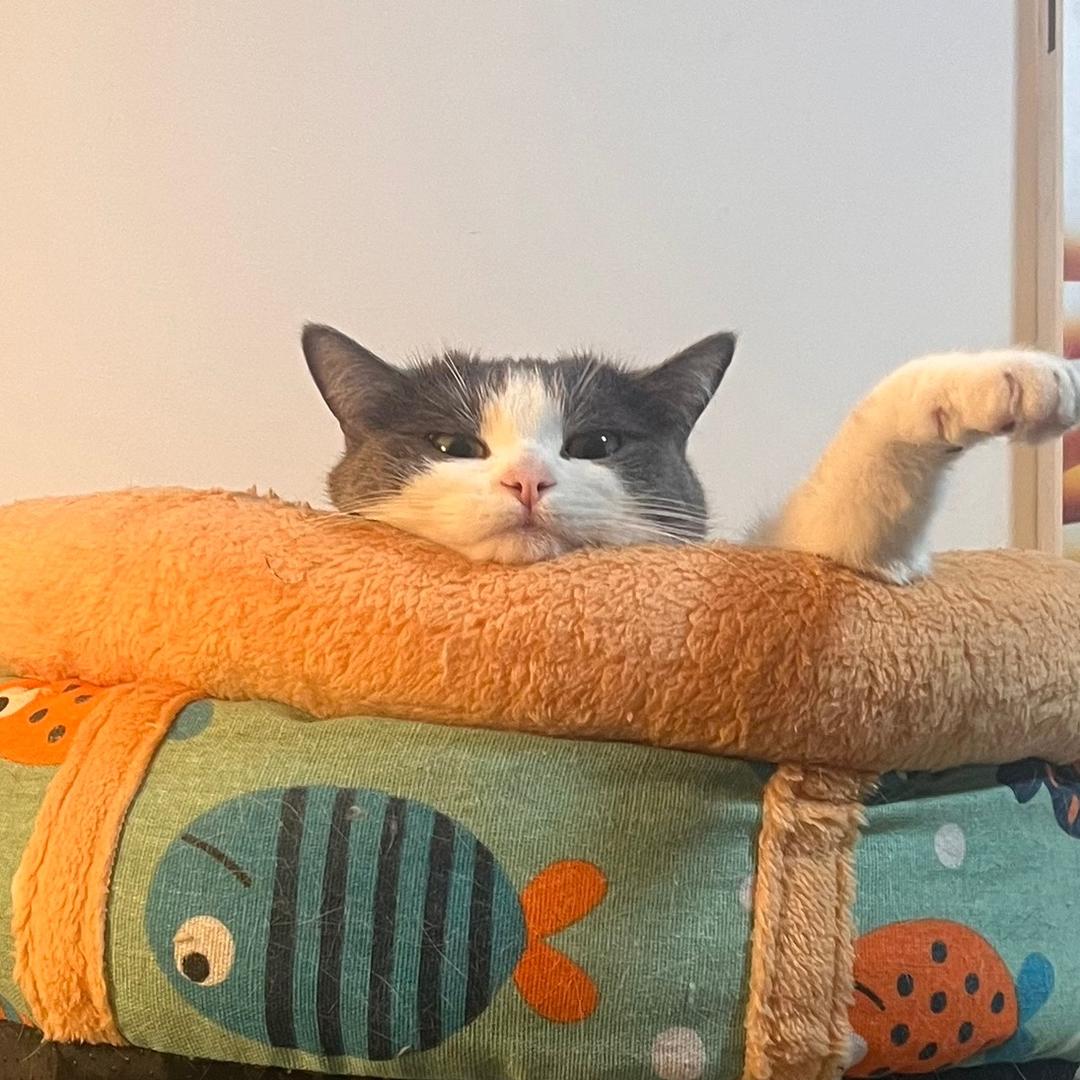 卤蛋是只猫