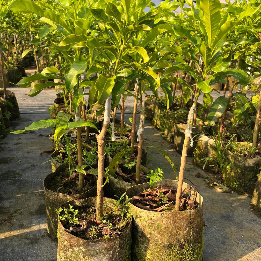 顺景果树苗（顺景团队）