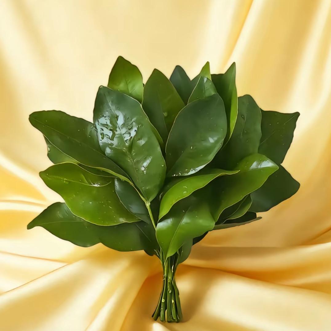 菜菜✨