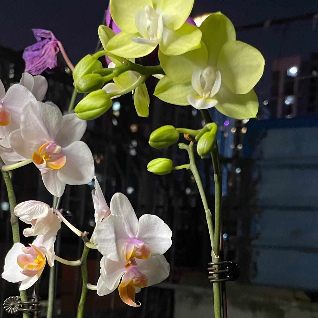 多乐一家爱养花