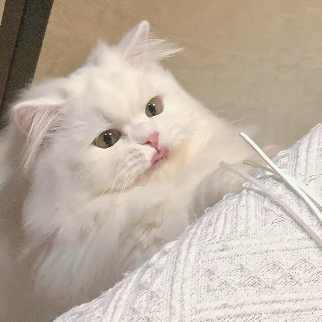 会发光的猫