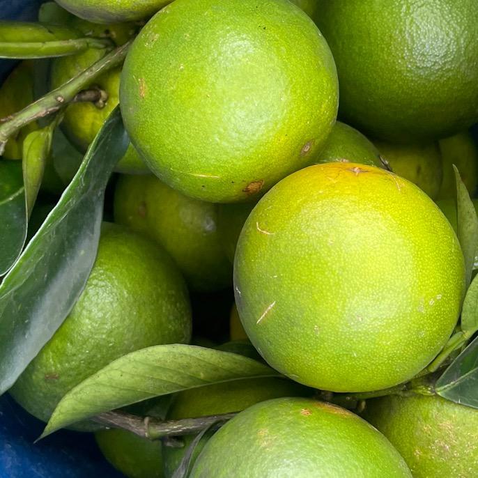 柠檬🍋